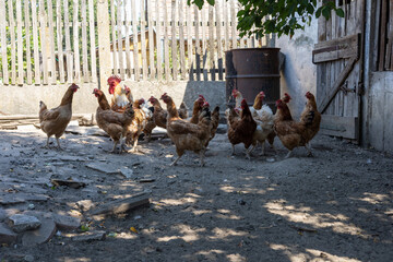 A charming photo collection capturing the lively atmosphere of a rustic farmyard, featuring free-range chickens, colorful roosters, and hens foraging in the sunlit countryside. © Fulop