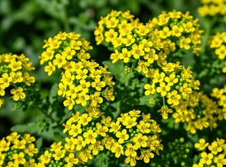 Fototapeta premium Small yellow flowers cluster together on green stems. Tiny petals form bright blooms against blurred garden backdrop. Springtime blossoms signify new life and growth. This plant is Aurinia saxatilis.