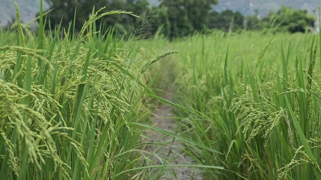 Lush green rice field with tall plants and a narrow path visible, surrounded by trees and distant hills under a cloudy sky. High-quality footage. Rice cultivation in Vietnam, Asia.