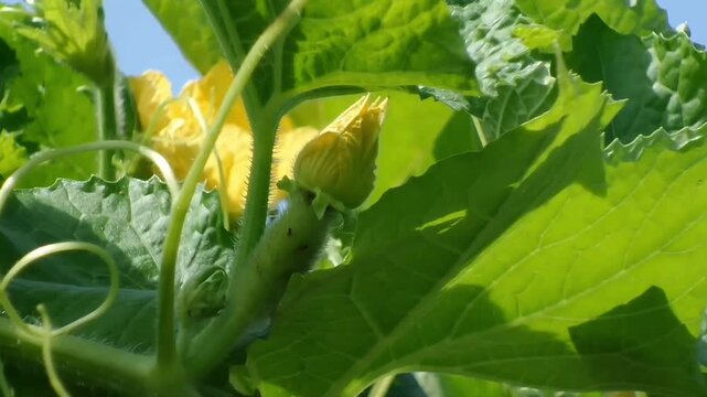 A close-up horizontal fixed shot of a small young winter melon flower bud growing among lush green leaves on its vine, with a glimpse of blue sky in the background under bright sunlight.