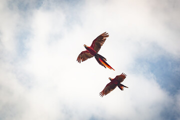ein Paar von hellroten Aras im Flug © cbasting