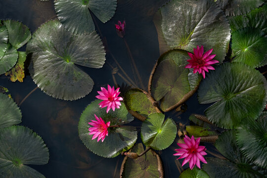 Beautiful pink lotus flowers and green lily pads floating on calm pond water. Representing nature and peaceful aquatic scenery.