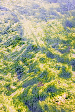 Green algae in the water at a seabed in low tide