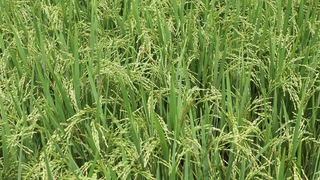 Lush green rice field filled with mature grains, displaying vibrant stalks and dense foliage, creating a rich agricultural landscape ready for harvest. High-quality footage. Rice cultivation in Asia.