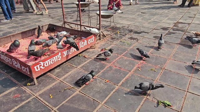 Pigeons gather and feed on grains in the courtyard of Mankamana Temple, capturing everyday temple life and the peaceful atmosphere of this important Hindu pilgrimage site in Nepal.
