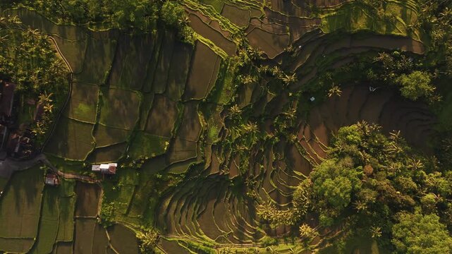 Aerial view of Mancingan Rice Terrace with lush green paddies and tropical trees illuminated by golden hour light in Tampaksiring, Bali, Indonesia.