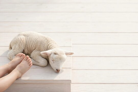 Cute Baby Lamb Resting on Light Wooden Surface