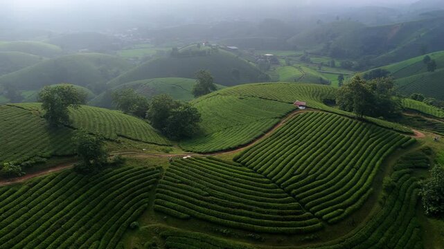 Aerial view of lush green tea hills in Long Coc, Phu Tho, Vietnam.