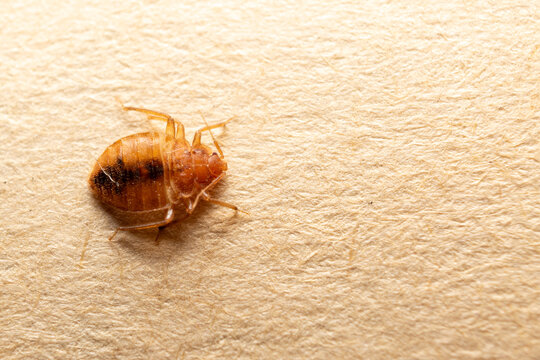Bed Bug on a Fibrous Surface