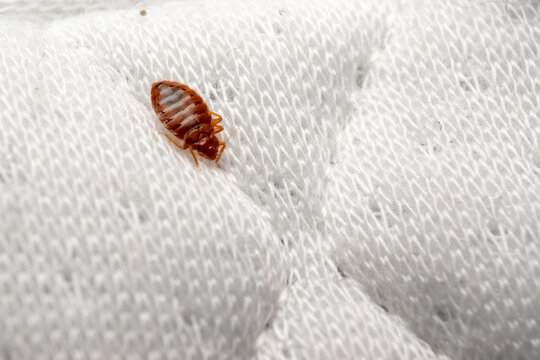Bed Bug Crawling on White Fabric