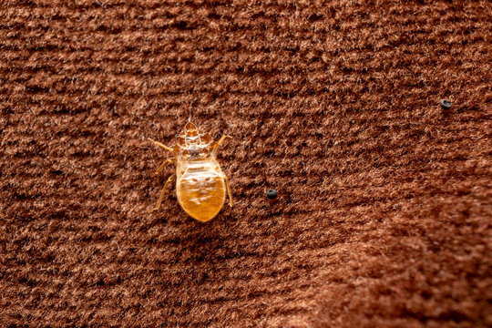 Bed Bug Shed Skin on Brown Textile Surface