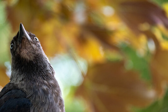 Young Jackdaw Looking Up Against Autumn Background