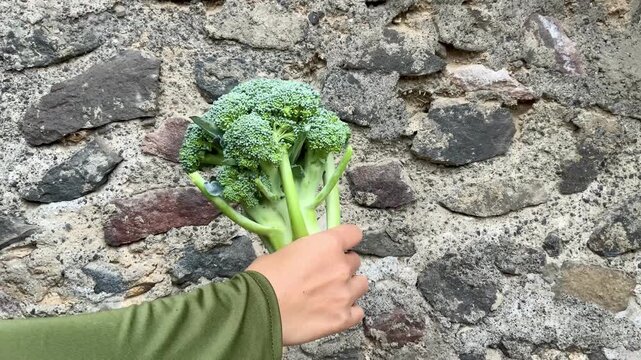 Person holding fresh green broccoli against a rustic stone wall background, video footage