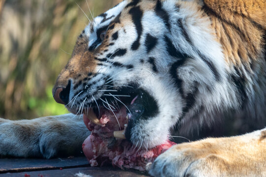 Tiger Feeding on Raw Meat Showing Powerful Jaws