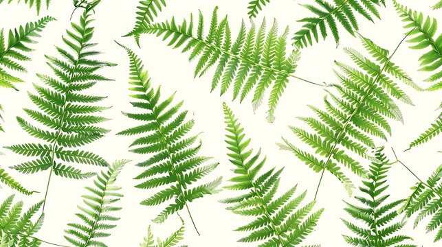 Green fern leaves scattered on white background highlighting natural symmetry, texture, and botanical decorative