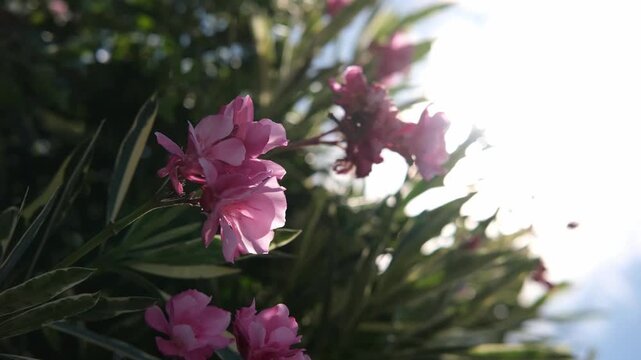 Pink blossoms glow softly against bright, sunlit green leaves