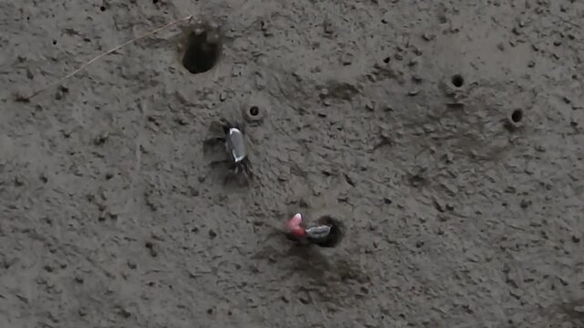 Close up macro shot of small mudflat fiddler crab popping out of mud hole with red claw on tidal flat
