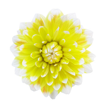 close up of colorful dahlia flower isolated on transparent background, top view