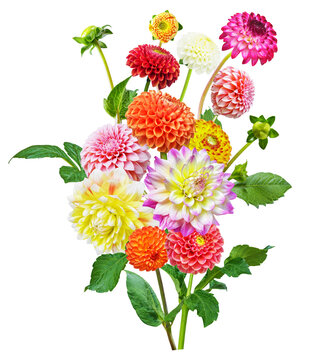 close up of bouquet of mixed colorful dahlia flowers isolated on transparent background