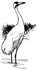 Naklejka premium Black and White Standing Crane Bird Vector Illustration