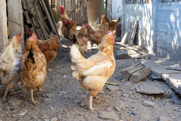 A charming photo collection capturing the lively atmosphere of a rustic farmyard, featuring free-range chickens, colorful roosters, and hens foraging in the sunlit countryside. © Fulop