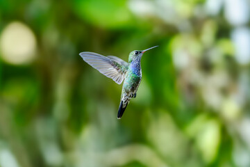 Naklejka premium Sparkling violetear (Colibri coruscans) Ecuador