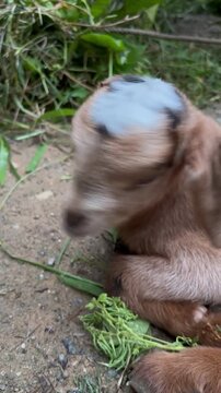kambing koko brown sheep