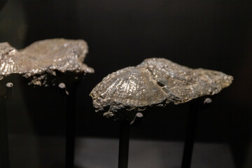 Fossilized bivalve shells mounted on metal display stands in a natural history museum. © wannasak