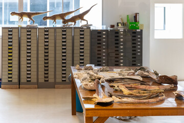 Dinosaur fossils and bones scattered on a table inside a paleontology laboratory with filing cabinets and models. © wannasak