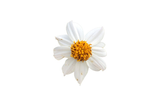 Isolated bidens pilosa flower with clipping paths.