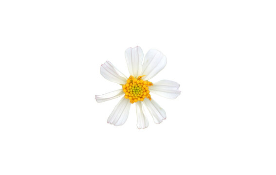 Isolated bidens pilosa flower with clipping paths.