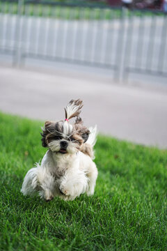white dog running