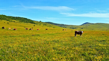 A serene meadow stretches under a clear blue sky, dotted with grazing domestic cattle. The lush green landscape, rolling hills in the background, embodies a peaceful rural agriculture setting. © stockcopter