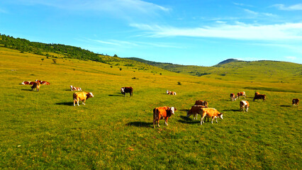 Vibrant green meadow with domestic cattle grazing under a clear blue sky showing the serene essence of agriculture and pastoral beauty. © stockcopter