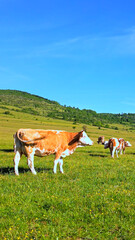 A panoramic view shows domestic cattle grazing in a lush green meadow on a dairy farm, under a clear blue sky, highlighting healthy agricultural practices. © stockcopter