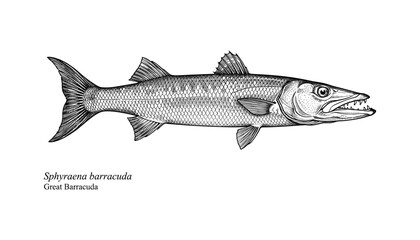 Naklejka premium Original name(s): Vintage woodcut engraving of a great barracuda predatory sea fish side view with scientific name text descriptor layout.sv