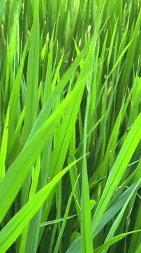 Close-up view of lush green rice grass blades illuminated by sunlight, highlighting their fine texture and vibrant color in natural outdoor environment. High-quality footage. Rice cultivation in Asia.