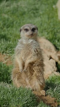 Meerkat standing on two legs in green grass