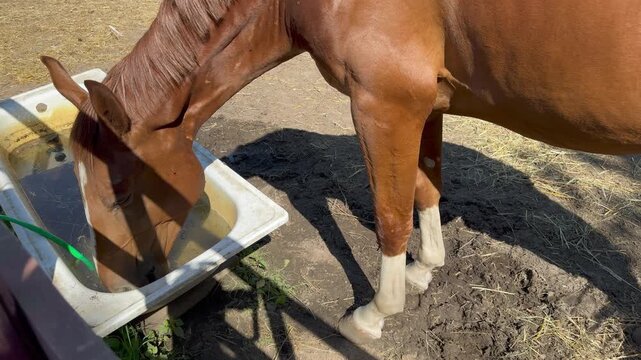 Chestnut horse drinking water from a trough on a sunny farm, with its head lowered near a green hose, capturing a peaceful rural animal care scene outdoors.