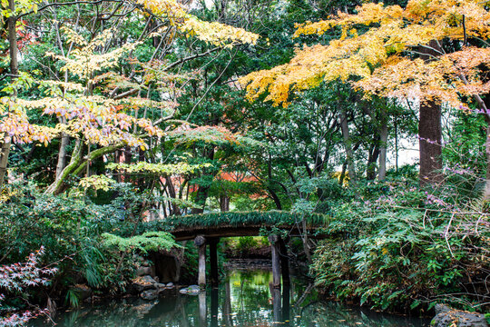 緑の木々と黄色く色づいた葉が水面に映る、静かな日本庭園の小さな橋の風景