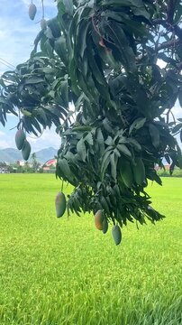 Mango tree branches display ripe and unripe mangoes, with vibrant green leaves above a lush rice field, clear blue sky and distant mountains background. High-quality footage.