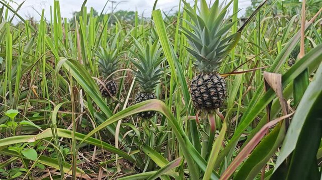 pineapple agricultural on sunlight background