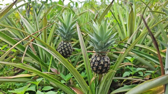 pineapple agricultural on sunlight background