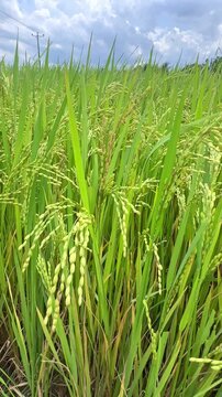 Lush green rice field with tall stalks with ripening grains swaying gently under cloudy sky, showcasing a vibrant agricultural landscape with natural growth and farming potential. High-quality footage