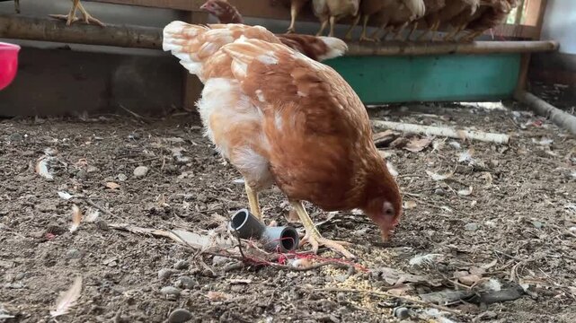 chicken on the farm - Young laying hens naturally foraging and scratching the soil for food in a backyard poultry farm.