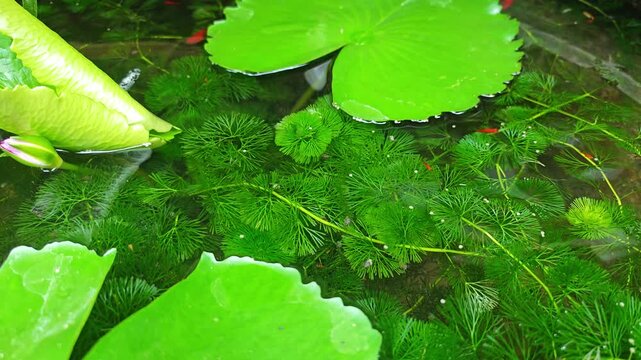 red swordtail fish swims in a pond