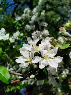 White apple blossoms blooming on a tree branch among green leaves, spring fruit tree, delicate floral beauty, and seasonal nature.