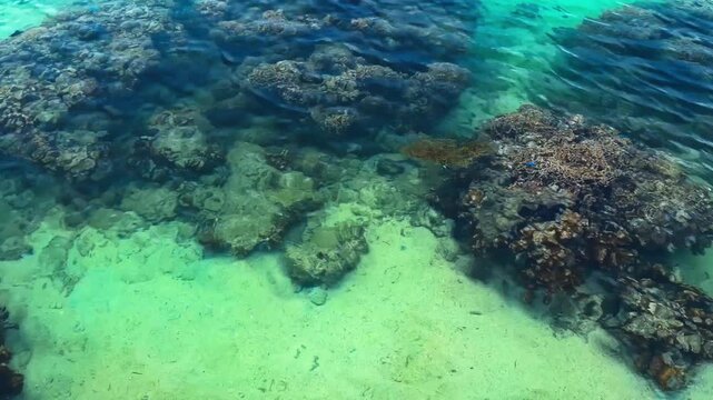 Tropical Fish And Coral Reefs Through Shallow Clear Waters Of Bisezaki (Cape Bise) In Motobu, Okinawa, Japan. High-angle, Zoom-in Shot