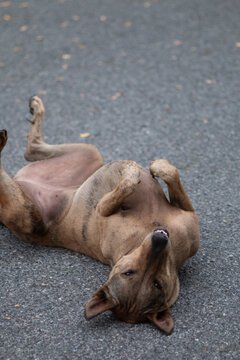 Stray dogs are commonly seen in Thailand.
