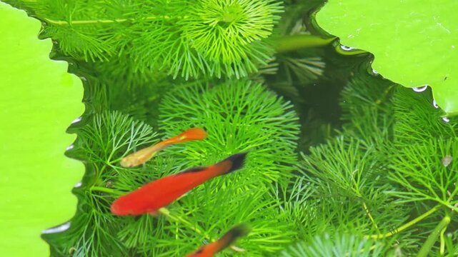 red swordtail fish swims in a pond